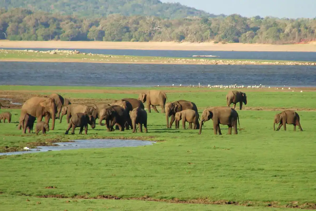 Elephants gathering in Minneriya National Park