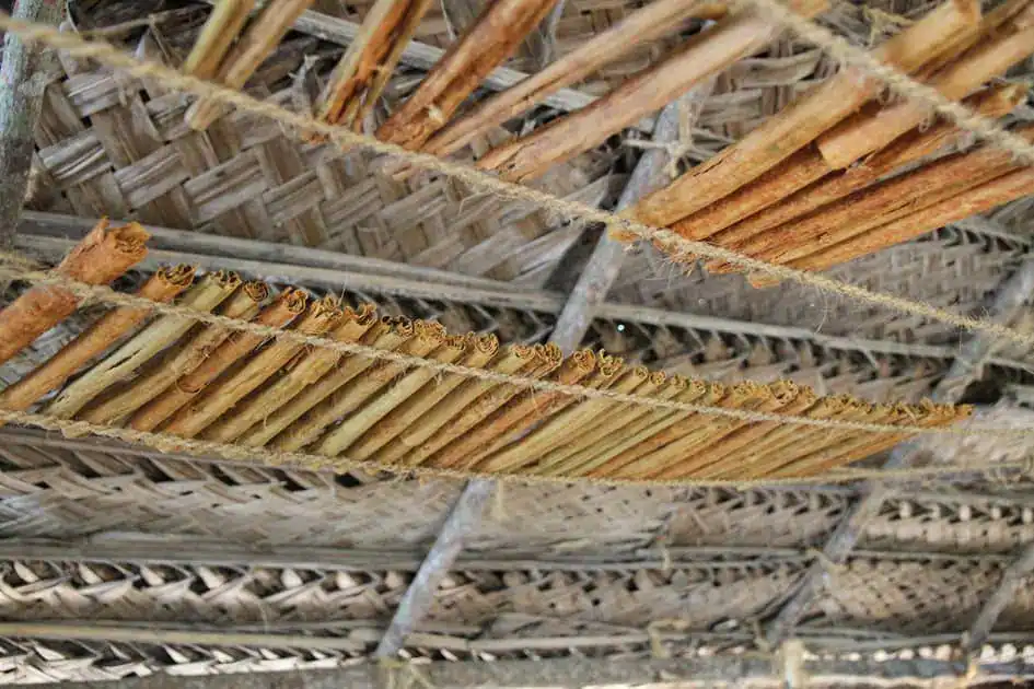 Keeping Prepared Cinnamon Quills to Dry