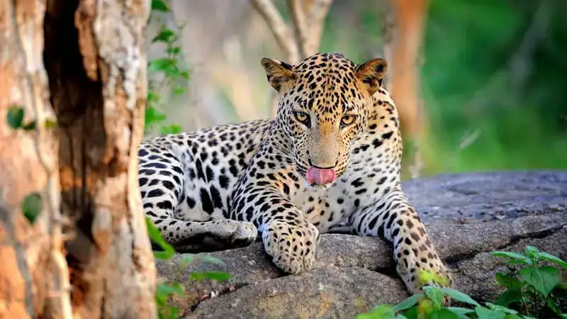 Sri Lankan leopard in the wild