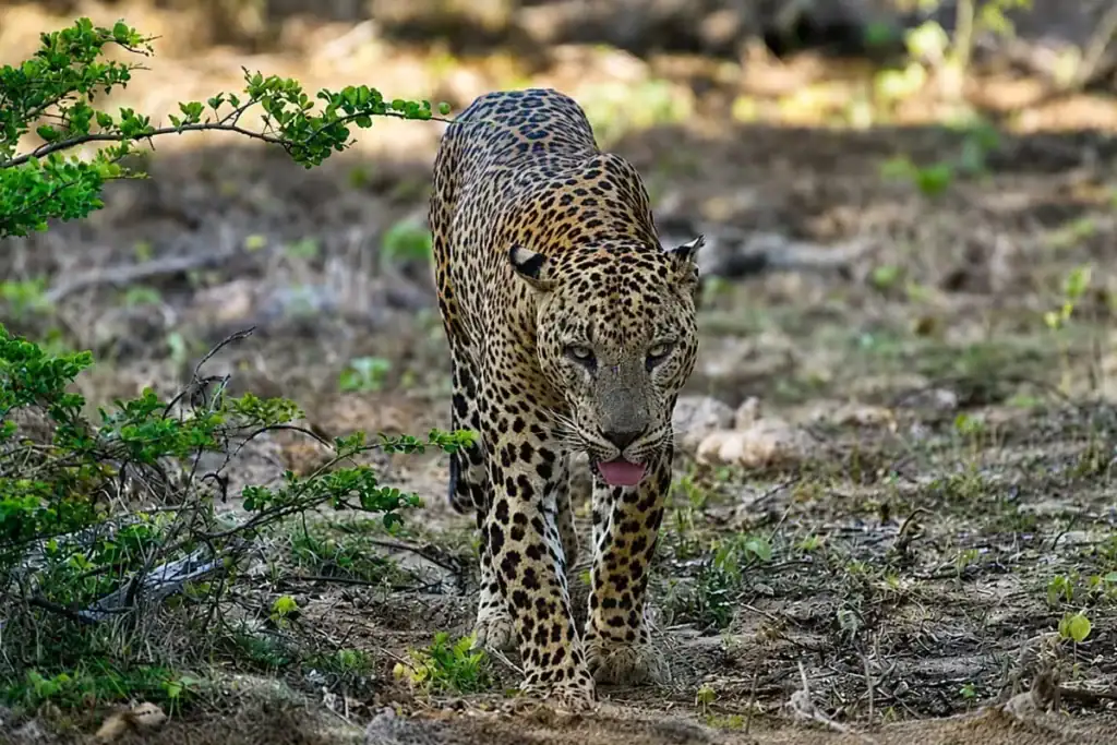 Leopard -Yala