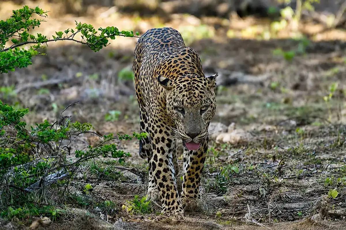 Sri Lankan leopard in Yala National Park