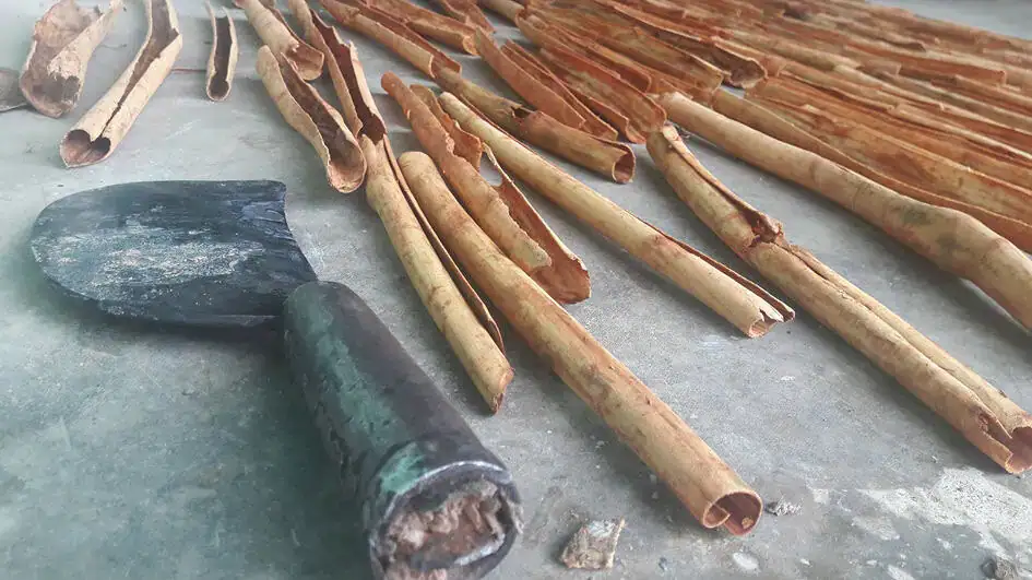 Peeled Cinnamon Sticks and the Knife They Used to Peel in Balangoda