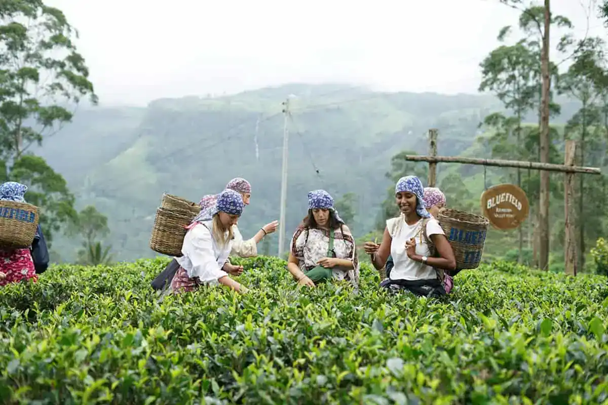 Tea estate tour experience in Nuwara Eliya, Sri Lanka