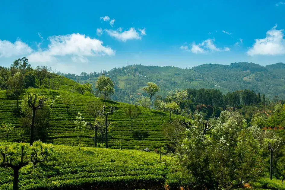 Tea Plantations in Nuwara Eliya