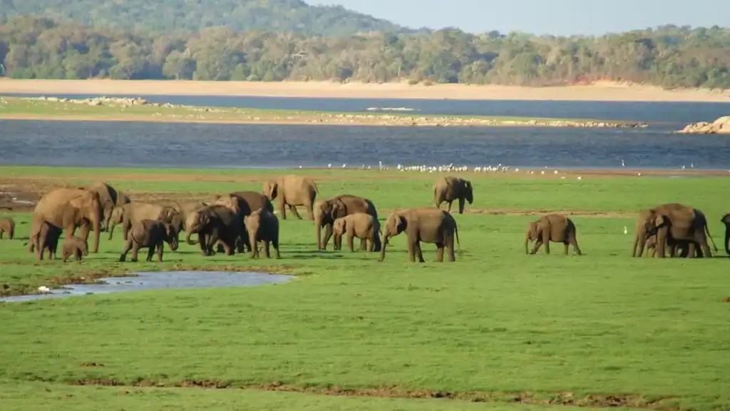 Sri Lanka Itinerary for October to November: A 14-Day Inter-Monsoon Route