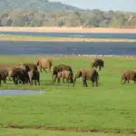 The Gathering in Minneriya National Park
