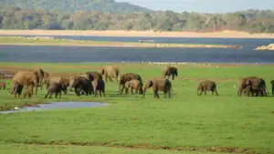 The Gathering in Minneriya National Park