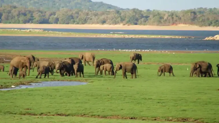 The Gathering in Minneriya National Park