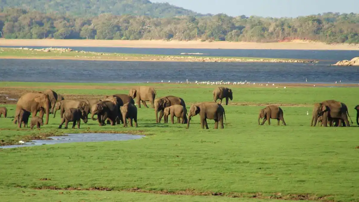 The Gathering in Minneriya National Park