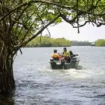 Throgh the mangroves - Madu Ganga River Safari