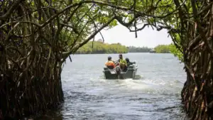 Throgh the mangroves - Madu Ganga River Safari