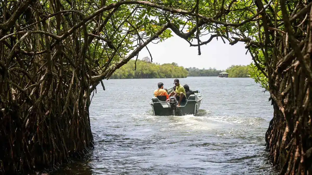 Throgh the mangroves - Madu Ganga River Safari