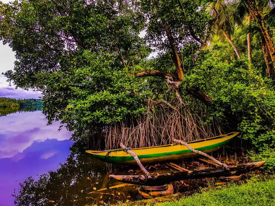 Traditional catamaran and mangroves - Ratgama Lake