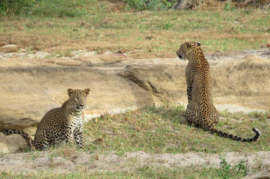 Two Leopards - Yala National Park
