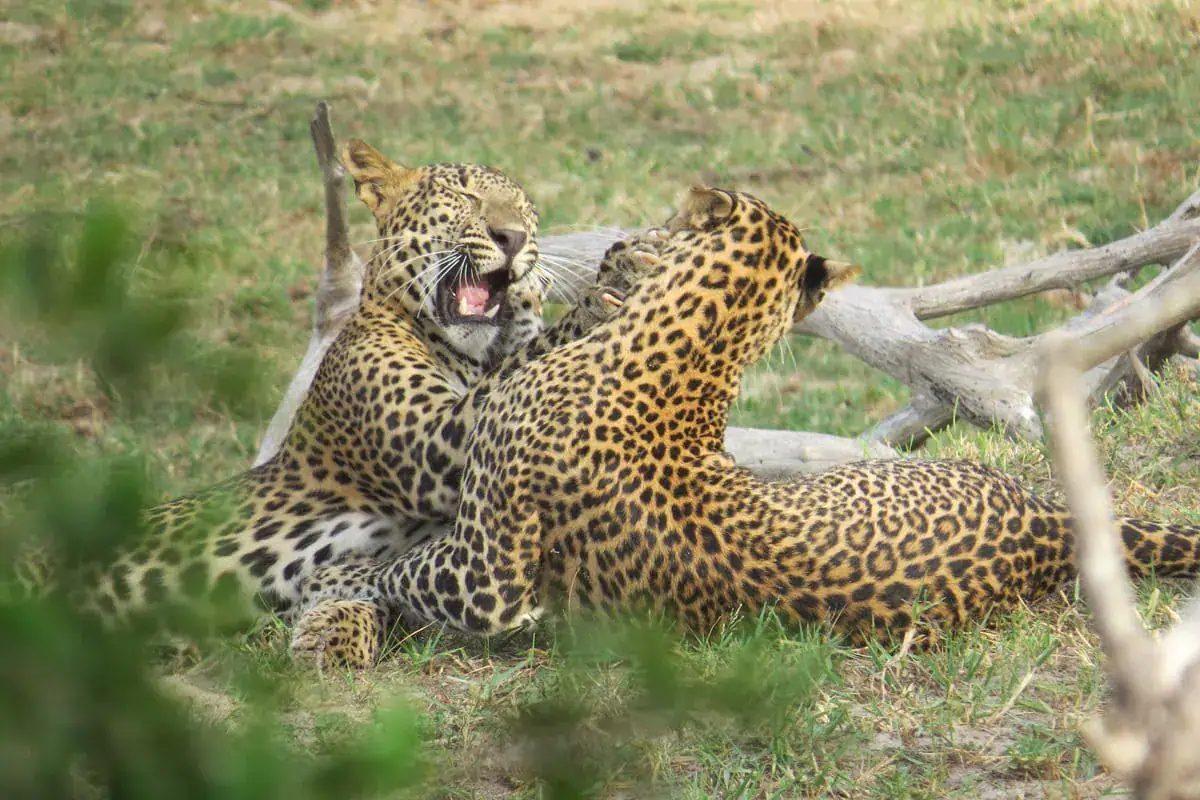 Two leopards in Yala National Park