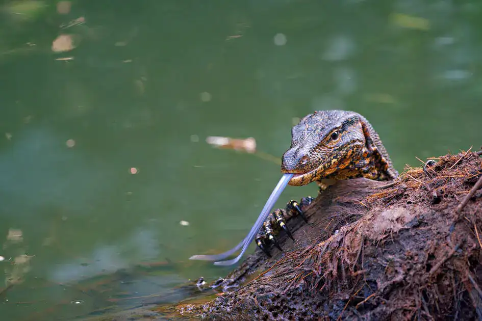 Water monitor - Gin Ganga River