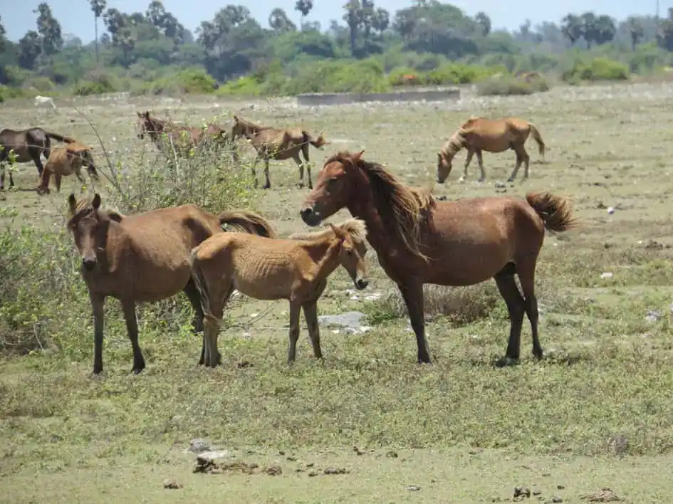 Wild horses - Delft Island