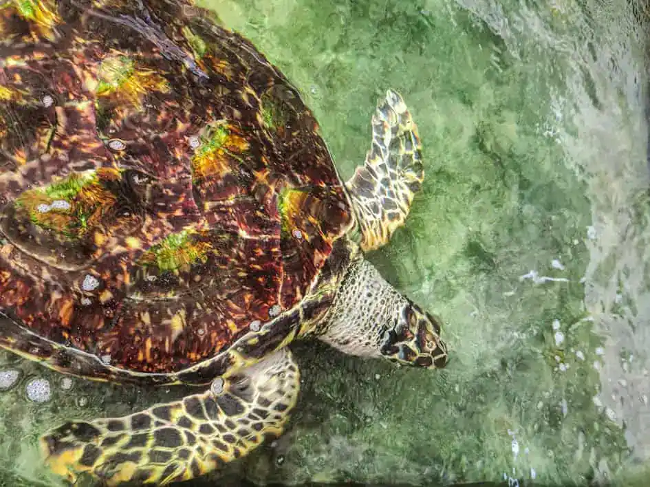 A Hawksbill sea turtle in Hikkaduwa