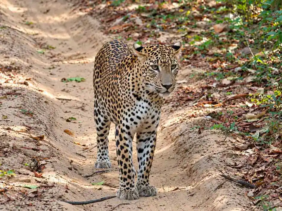 A leopard in Wilpattu National Park