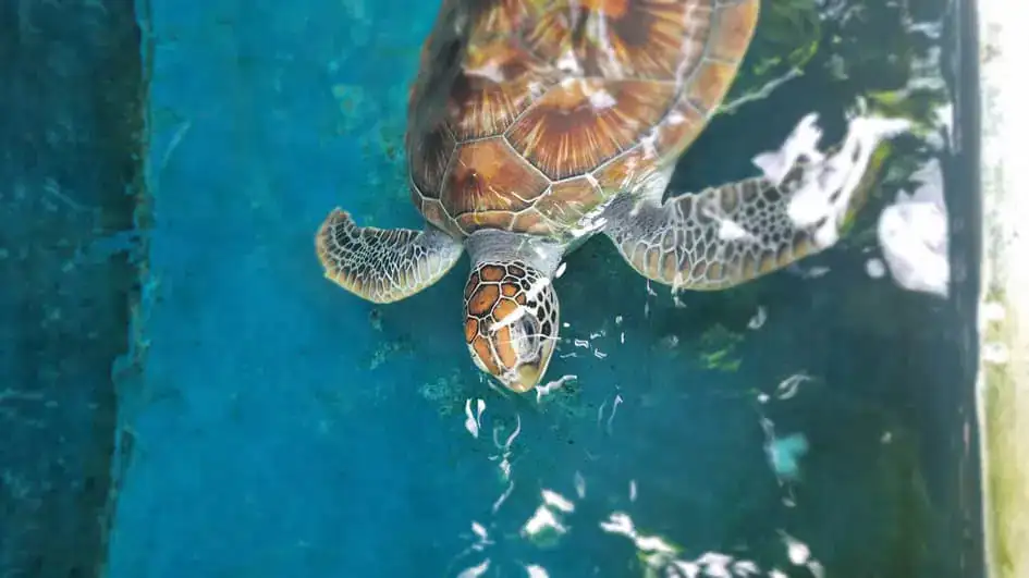 A turtle in a tank