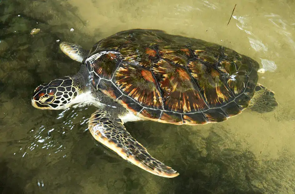A turtle in a turtle conservation project in Bentota