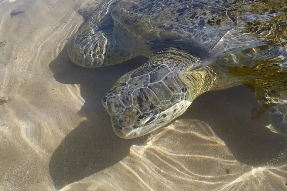 A turtle in shallow water in Hikkaduwa, one of the best places to see turtles in Sri Lanka