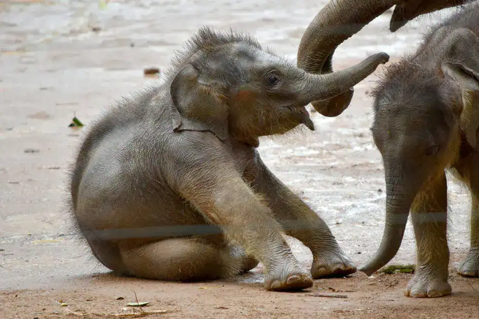 Baby Elephants in Udawalawe Elephant Transit Home, One of the Elephant Orphanages in Sri Lanka