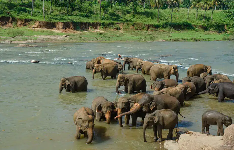 Bath Time in Pinnawala