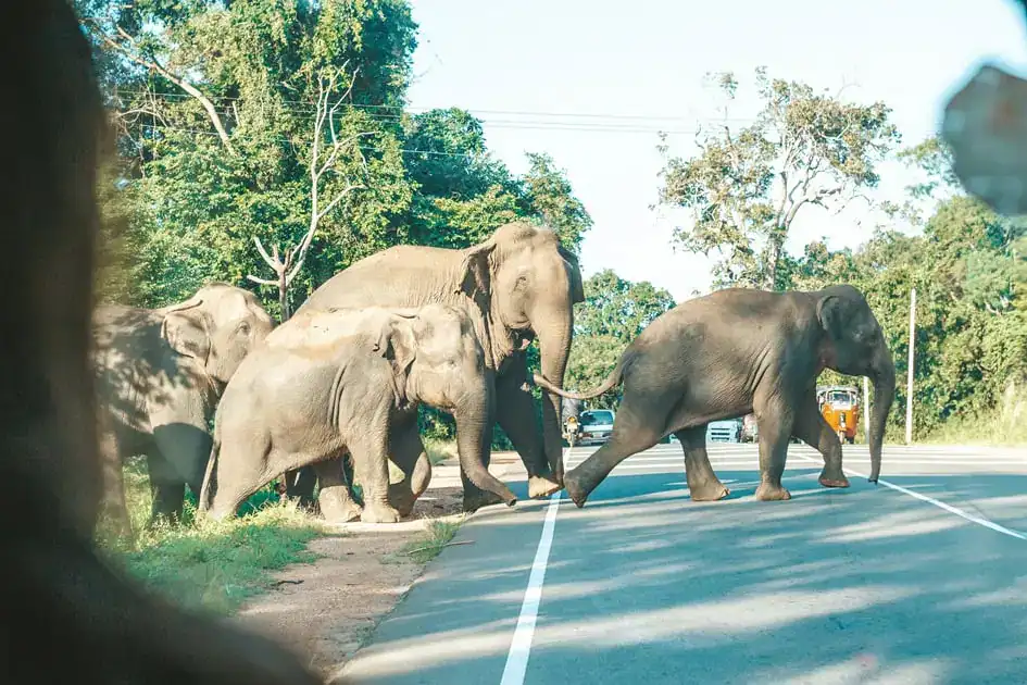 Elephants Crossing the Road in Dambulla