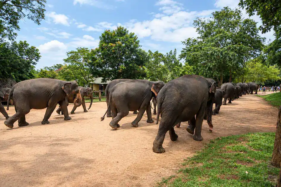 Elephants in Pinnawala