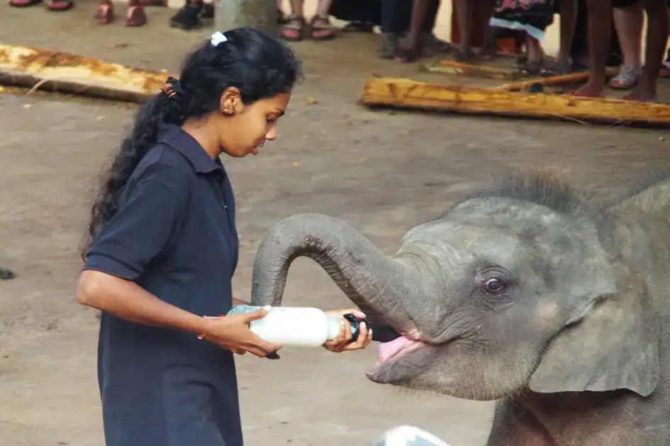 Feeding Time in Pinnawala
