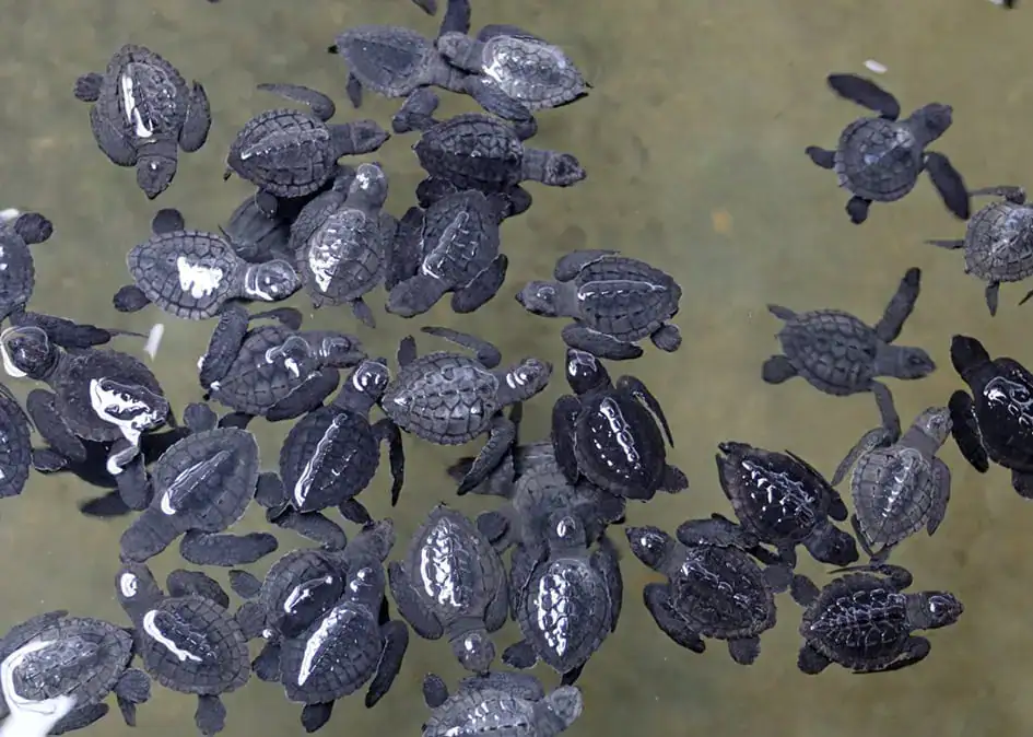 Hatchlings at a Kosgoda Sea Turtle Conservation Project