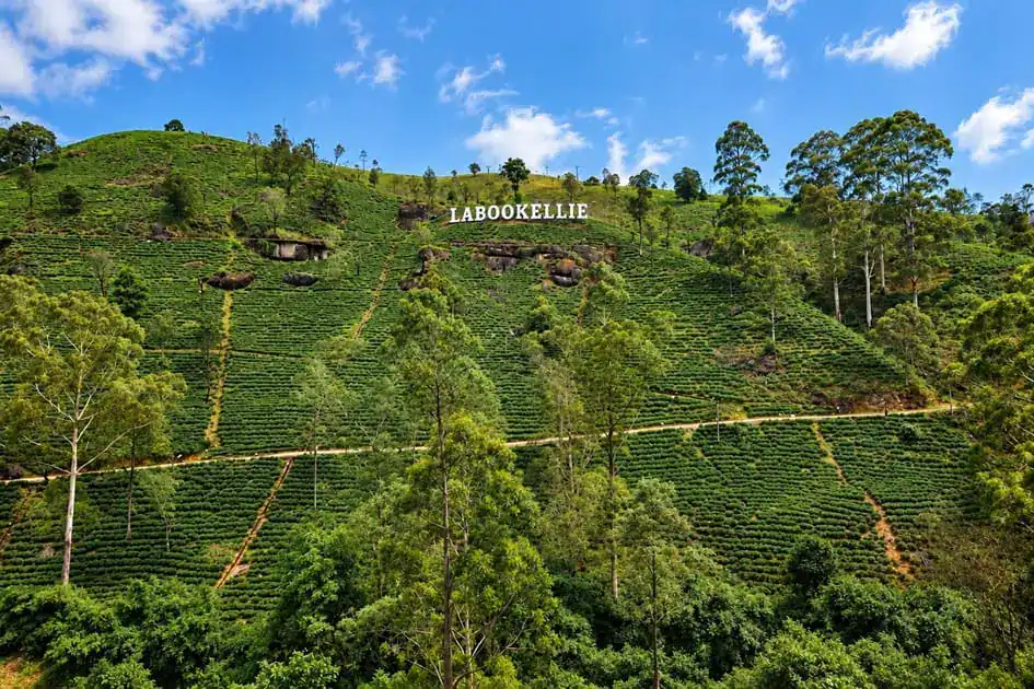 Labookellie Tea Estate - Nuwara Eliya