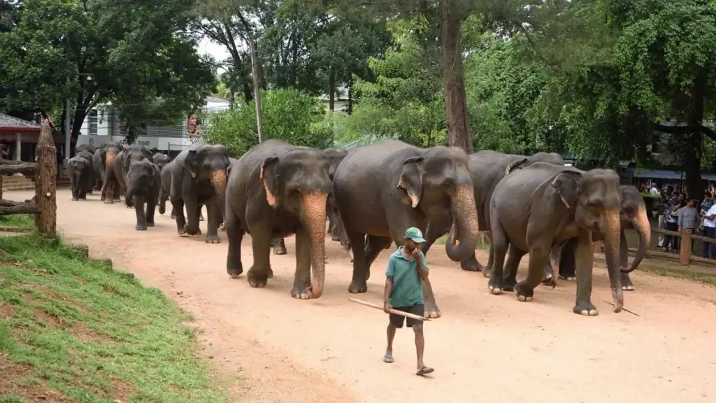 Elephant Orphanages in Sri Lanka: Pinnawala vs Udawalawe – Which Should You Visit?