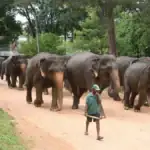 Elephants walking at Pinnawala Elephant Orphanage in Sri Lanka