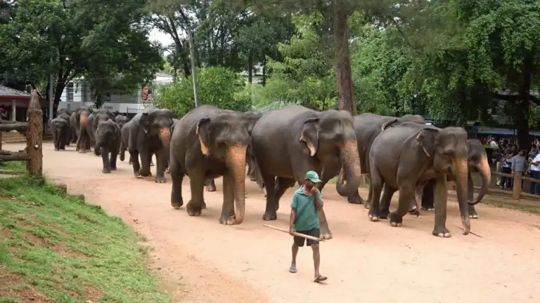 Elephants walking at Pinnawala Elephant Orphanage in Sri Lanka