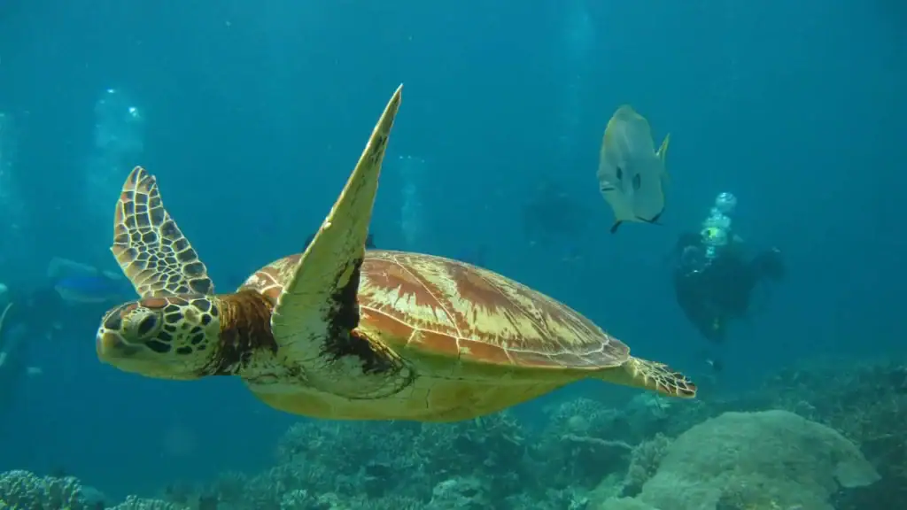 Turtles in Sri Lanka: Best Places to See Sea Turtles in the Wild