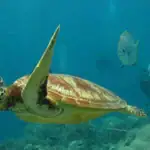 Sea Turtle in Sri Lanka