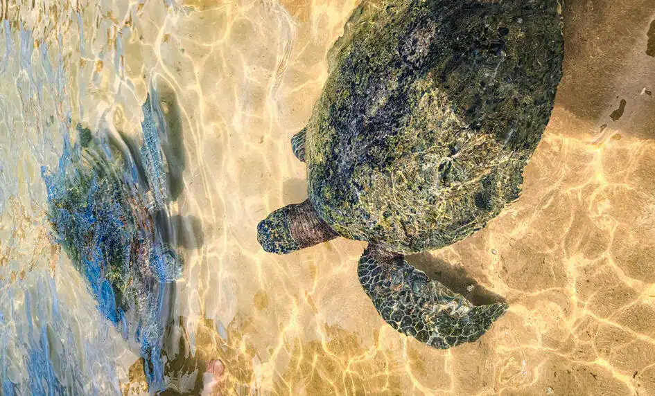 Two sea turtles in shallow water in Hikkaduwa