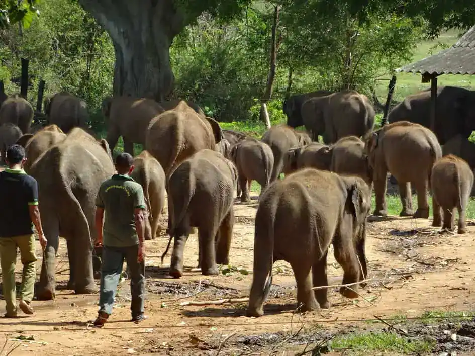 Udawalawe Elephant Transit Home