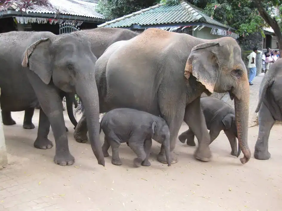 Walking with Adults