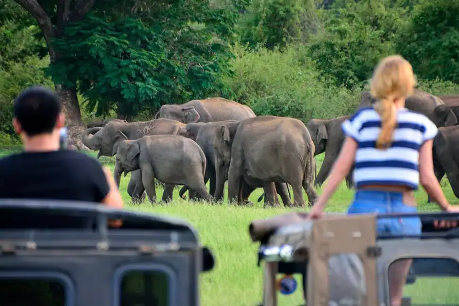 Watching Elephants in Minneriya National Park