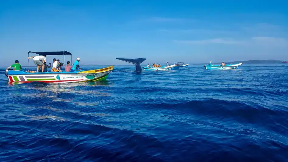 Whale watching in Trincomalee