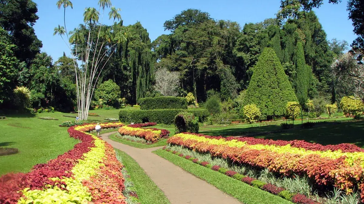 Royal Botanic Gardens in Peradeniya