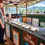 Tea tasting - Uve Halpewatte Tea Factory