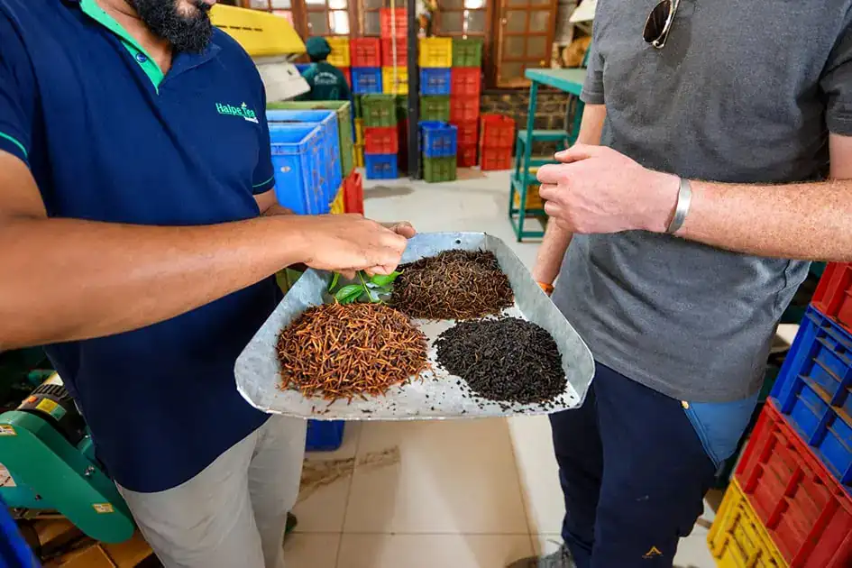 Three different outcomes of fresh tea leaves - Tea tasting in Sri Lanka